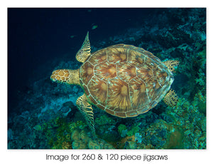 Green Turtle topdown, Christmas Island