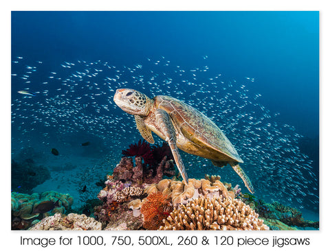 Green sea turtle 04, Great Barrier Reef Marine Park QLD