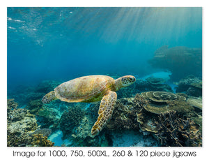 Green sea turtle 02, Lady Elliot Island, Great Barrier Reef Marine Park QLD