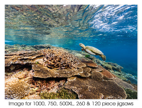 Green sea turtle 03, Lady Elliot Island, Great Barrier Reef Marine Park QLD