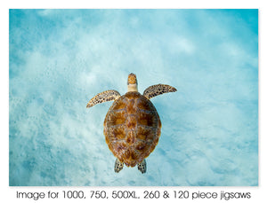 Green sea turtle 06, Michaelmas Cay, Great Barrier Reef Marine Park, QLD