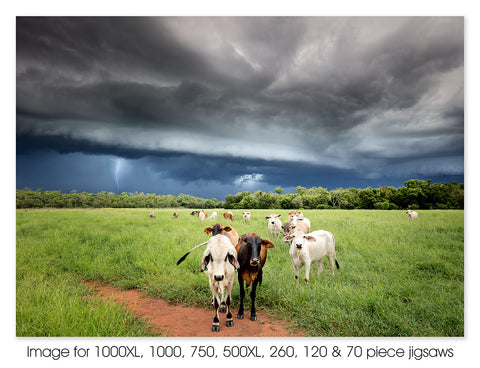 Inquisitive Cattle, NT