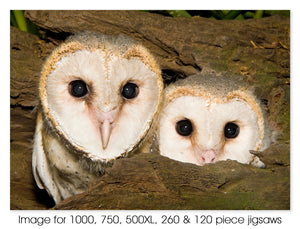 Juvenile Barn Owls