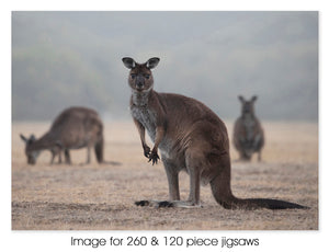 Kangaroo 05