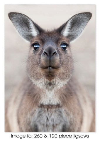 Kangaroo 07