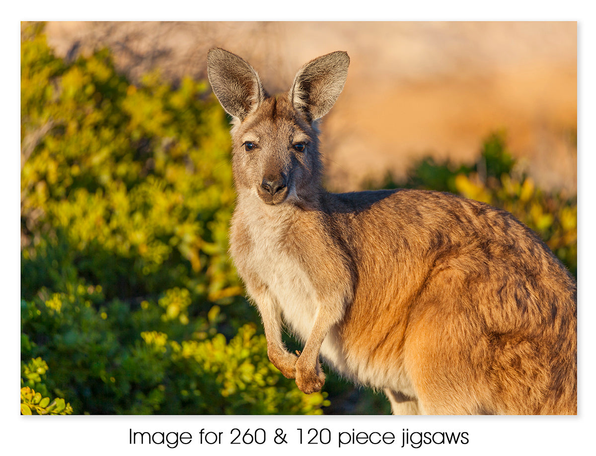 Kangaroo, Kalbarri WA