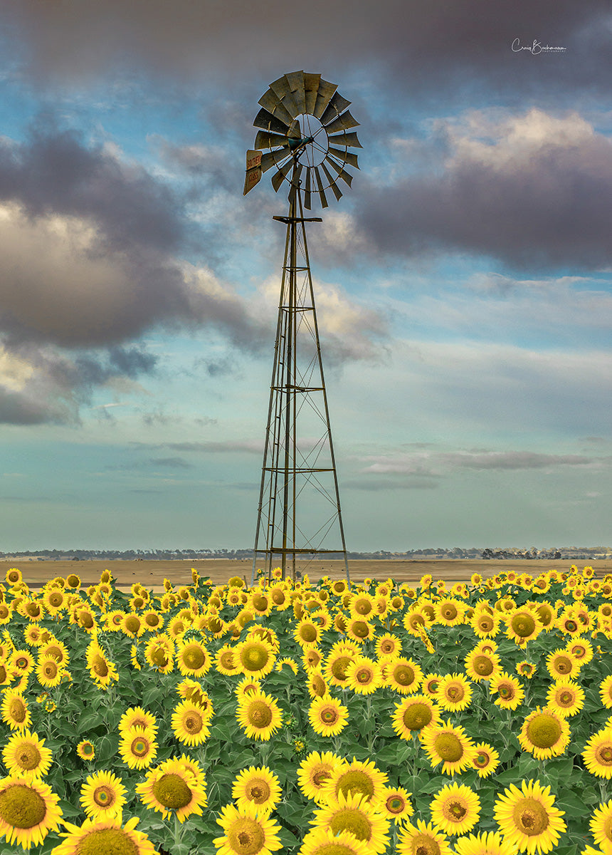 Little Yellow Windmills - Darling Downs QLD