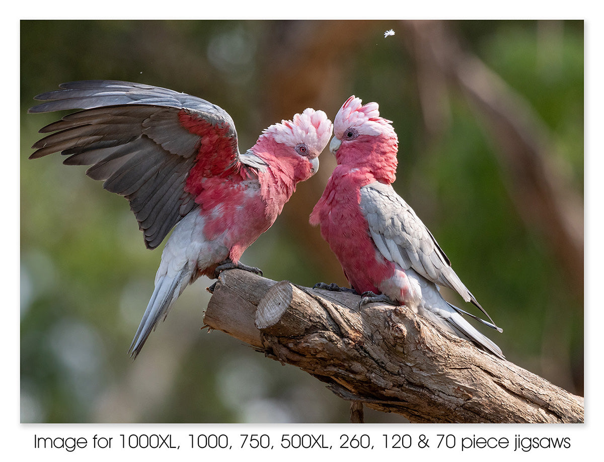 Galah Couple