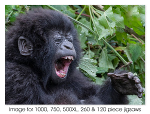 Laughing baby gorilla
