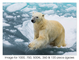 Leaping Polar bear