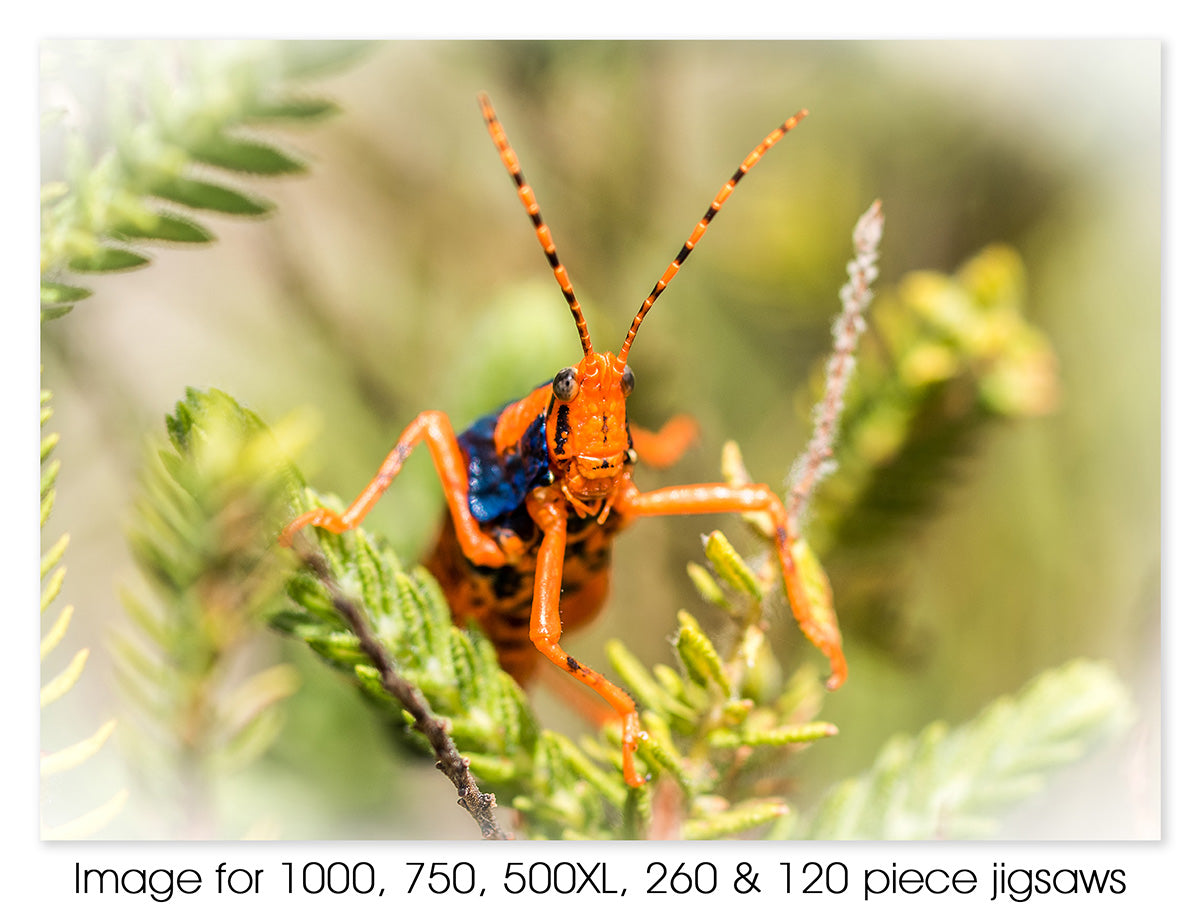 Leichhardt Grasshopper, NT