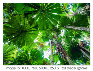 Licuala fan palms, Daintree National Park, QLD