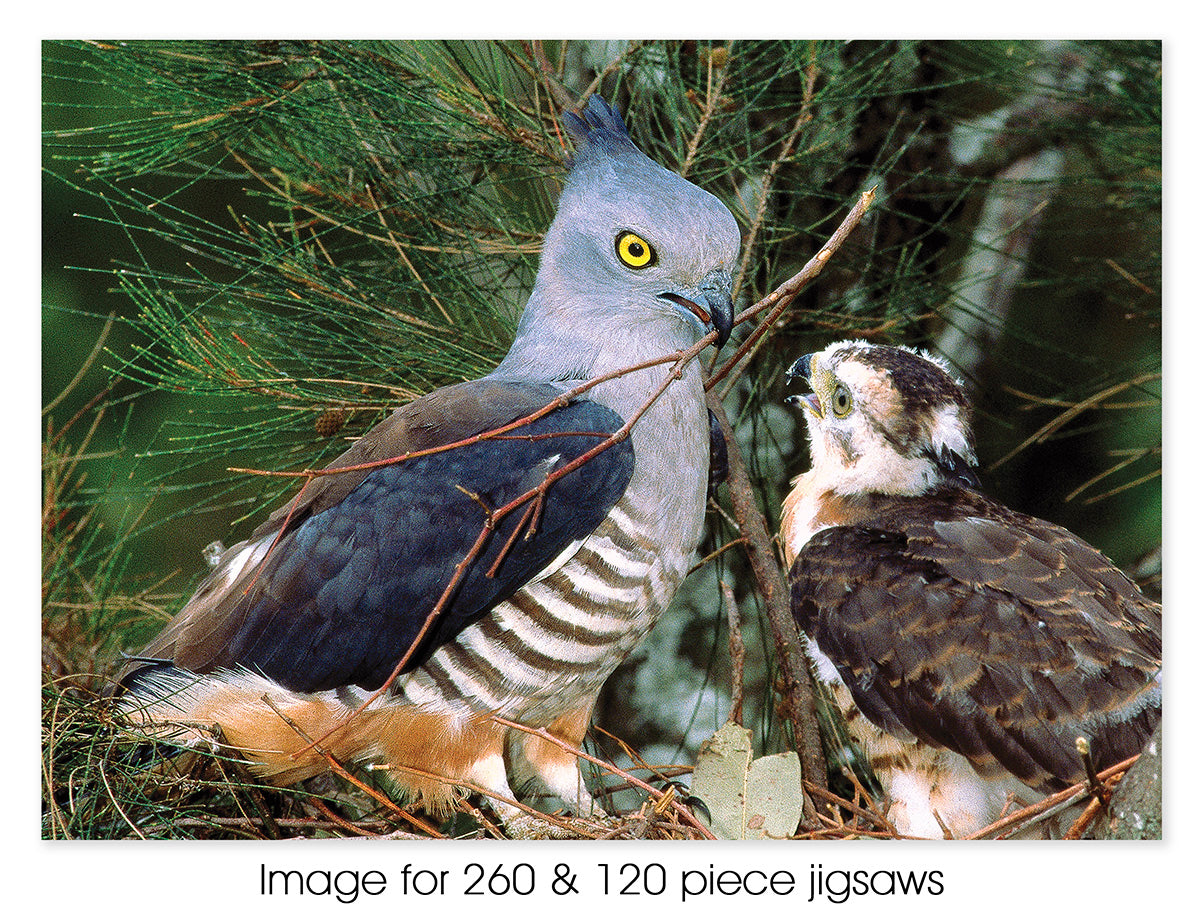 Pacific Baza with chick