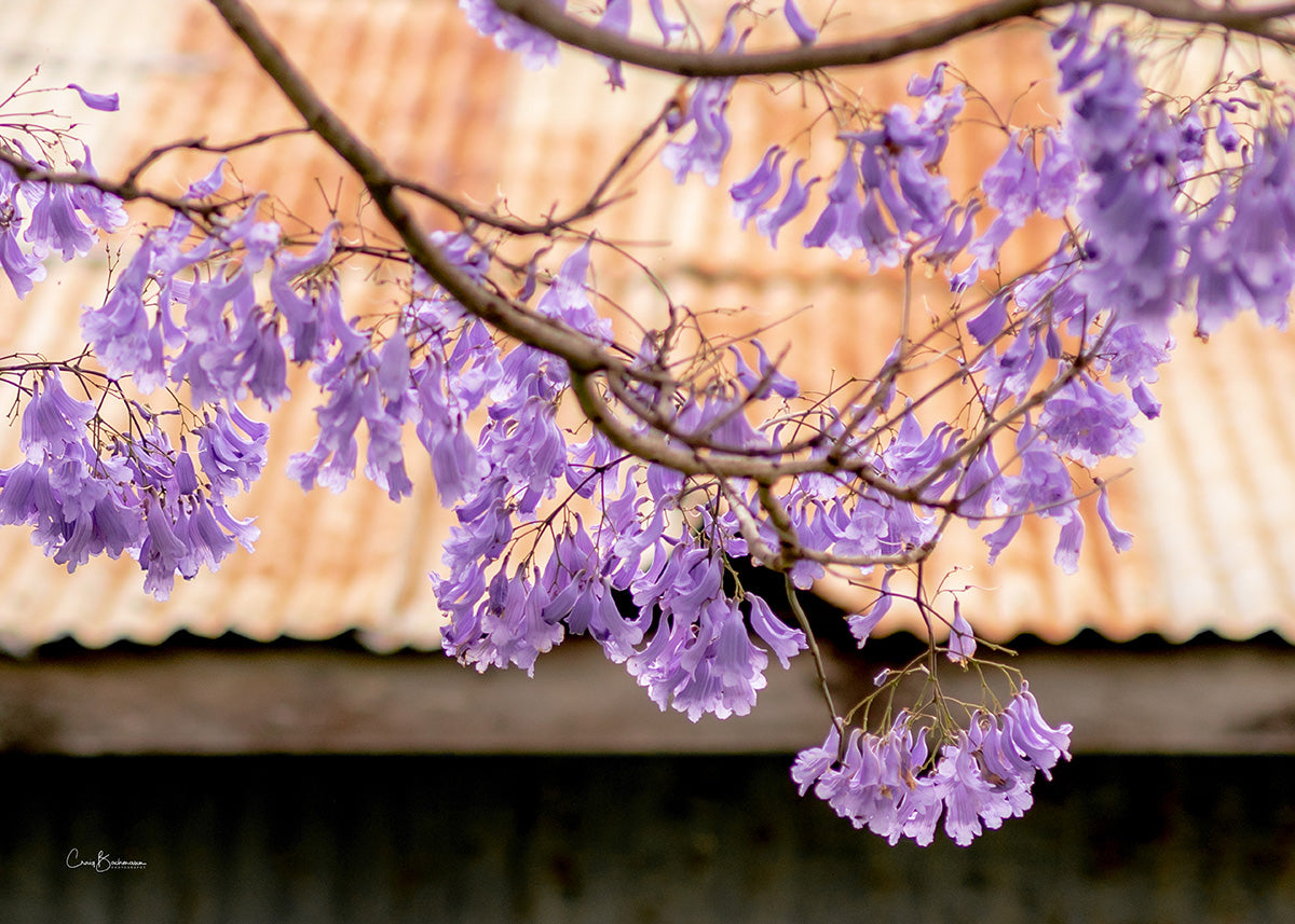 Rustic Springtime - Lockyer Valley QLD – Jigsaw Gallery