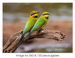 Rainbow Bee-eaters, Marble Bar WA