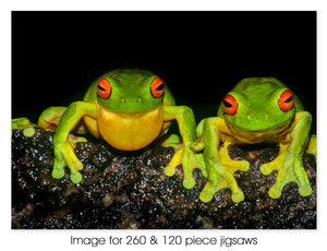 Red-eyed Green Tree Frogs