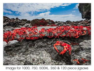 Red Crabs sharing a rock, Christmas Island