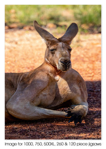 Red Kangaroo