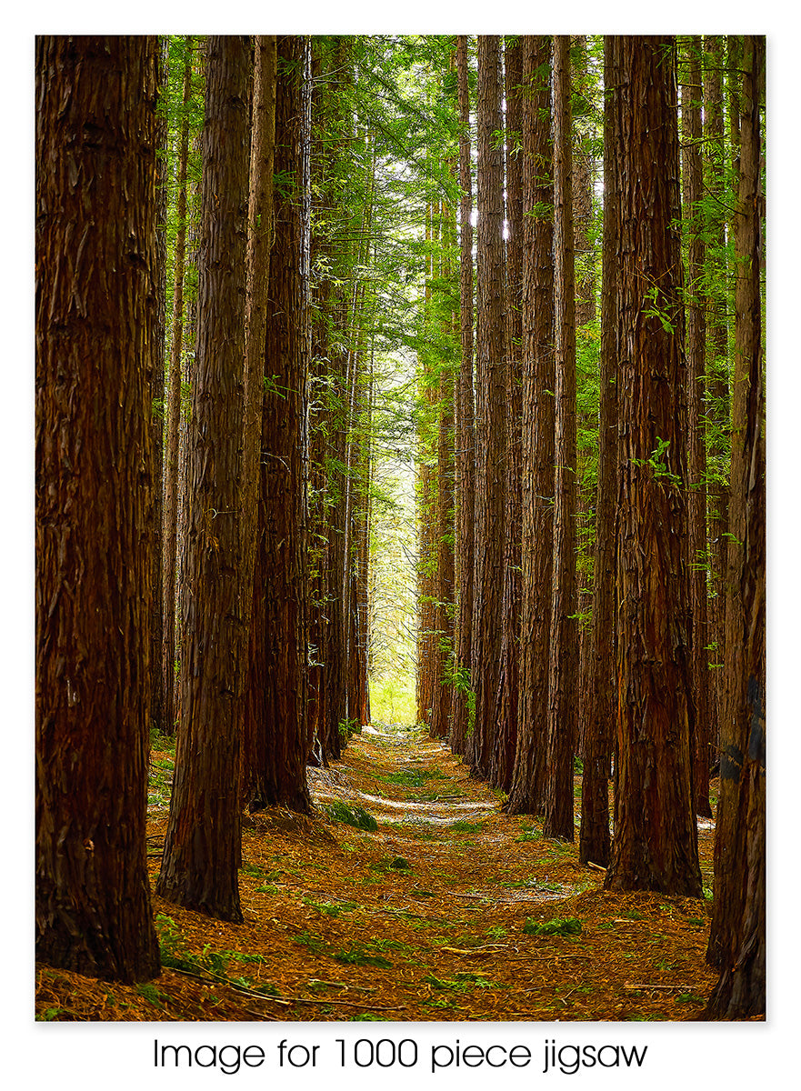 Redwood Forest, Warburton VIC