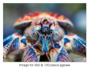Christmas Island Robber Crab close-up