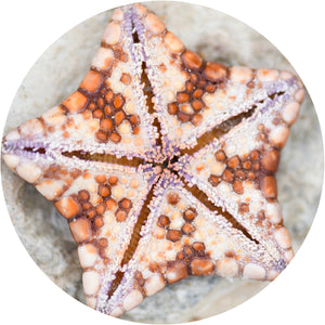 Port Willunga Starfish