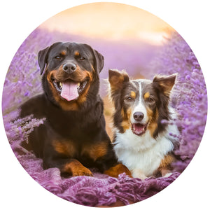 Rottweiler & Australian Shepherd - Kimbra & Roxy