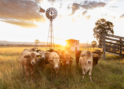 Scenic Sunset - Scenic Rim QLD