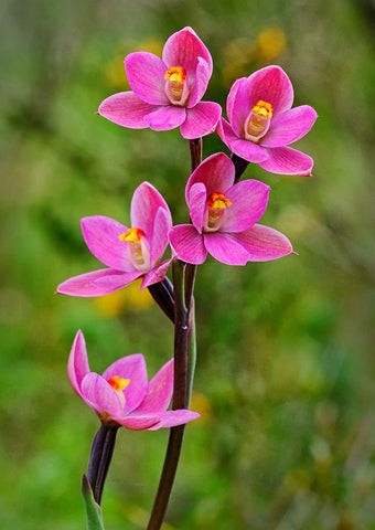 Salmon sun orchids