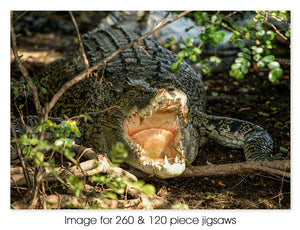 Salt Water Crocodile, Kakadu NT