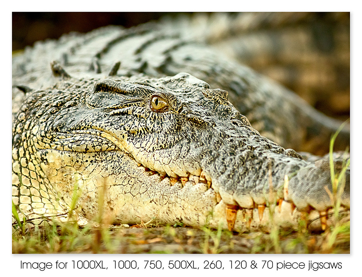 Saltwater Crocodile, NT