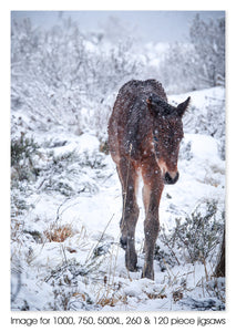 Snow Filly, Snowy Mountains NSW