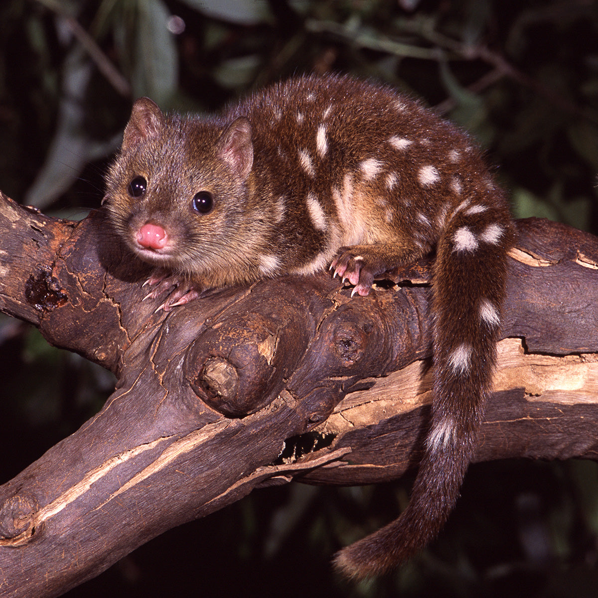 Spotted-tailed Quoll