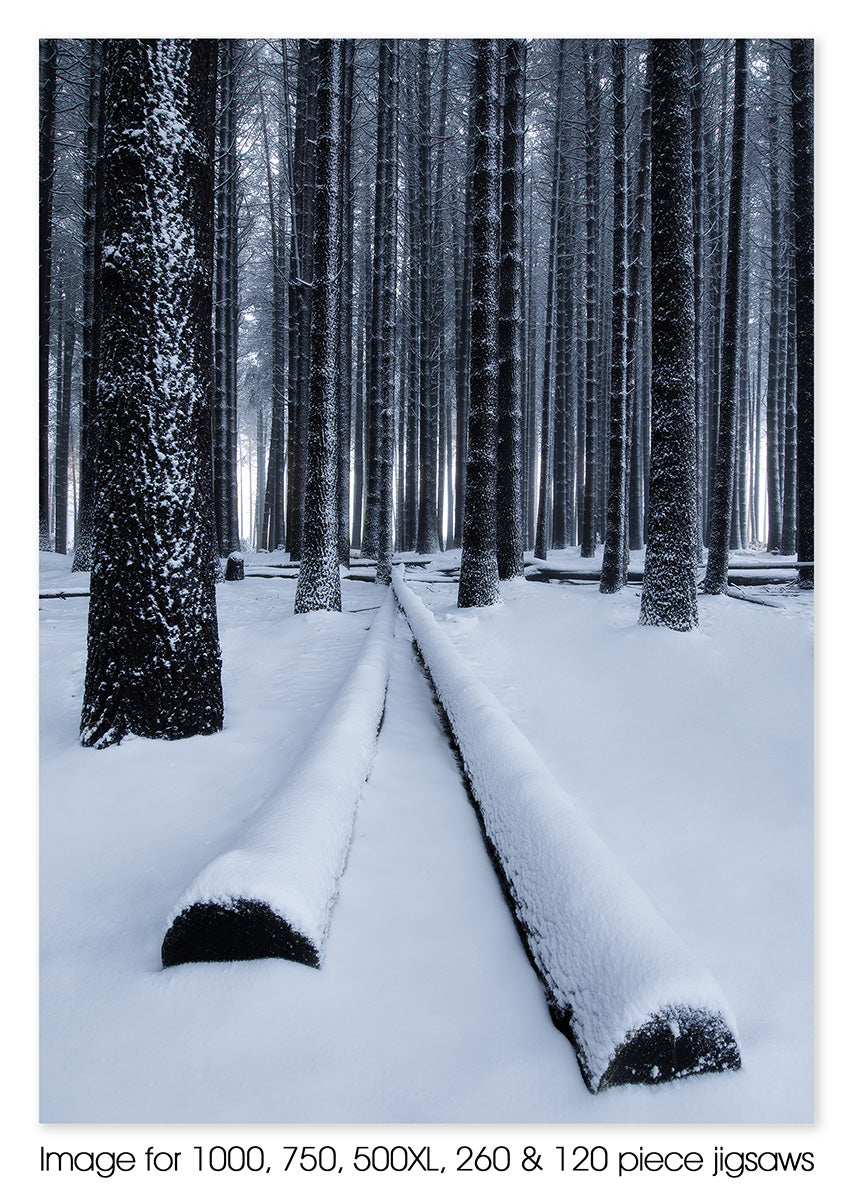 Sugar Pine Walk, Bago State Forest NSW