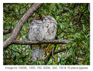 Tawny Frogmouth Pair