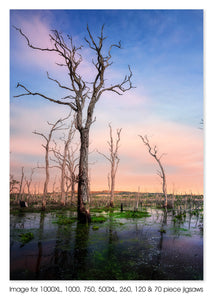 Teralba Swamp, Lake Macquarie NSW