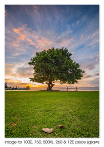 The Windang Tree, Windang NSW