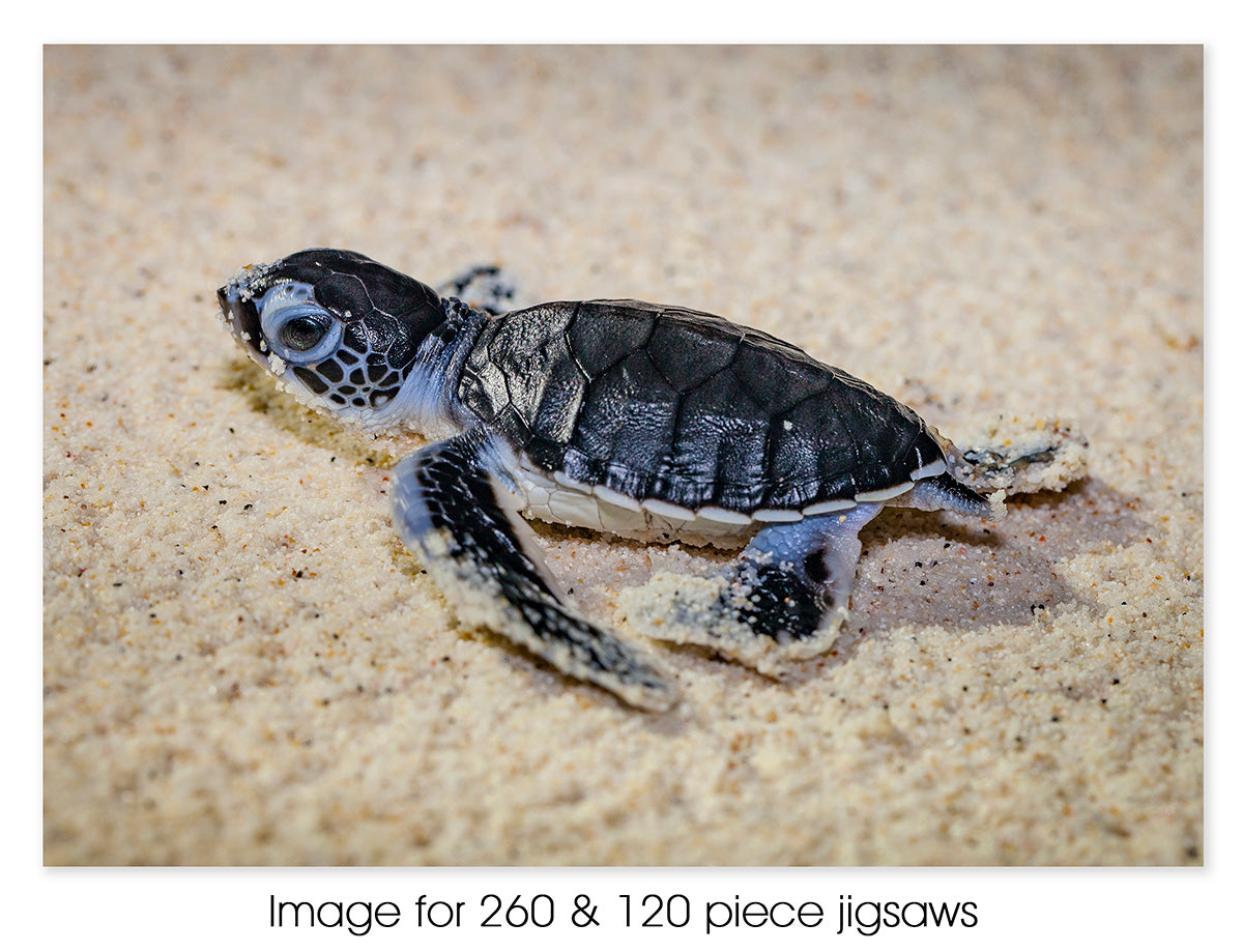 Turtle hatching, Christmas Island