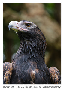 Wedge-tailed eagle, Currumbin Wildlife Sanctuary QLD