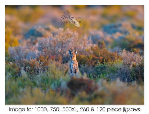 Western Grey Kangaroo Joey