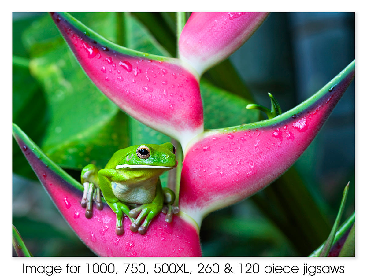 White-lipped tree frog, Cairns QLD