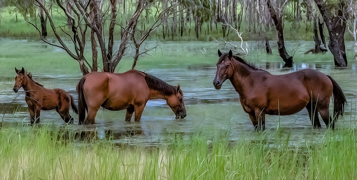 Wild Brumbies, Kakadu NT 02