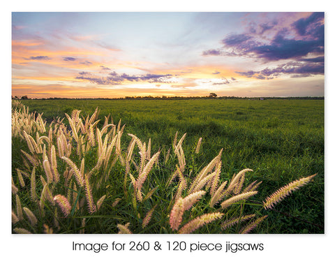 Wild grasses, Katherine NT