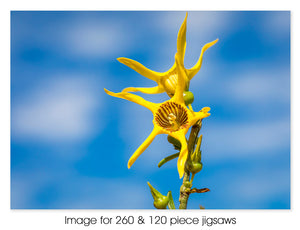 Yellow Tailflower, Kalbarri WA